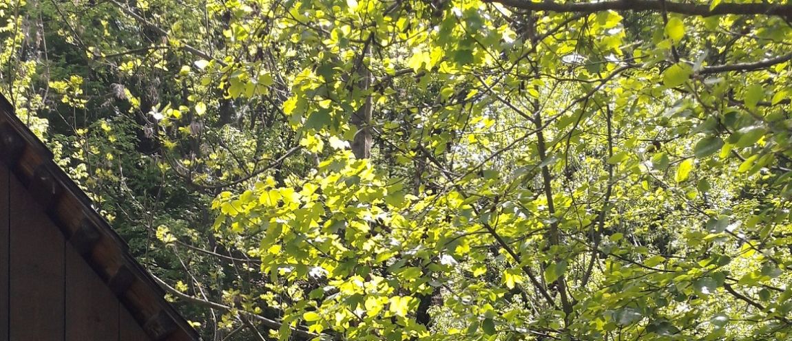 Hurá do Valašského Muzea!